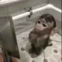 monkeshower