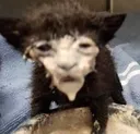 crycat7