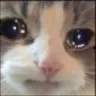 cattear