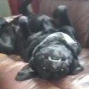 ets_cat Discord Emoji