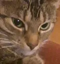 catbruh