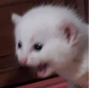 vsk_aahhhhh Discord emoji
