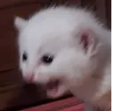 vsk_aahhhhh vsk_aahhhhh