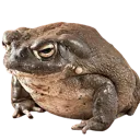 SHNOP SHNOP