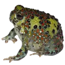 RAWRP