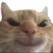 evilcat