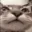 CatAugh