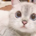Cosy_cat_what