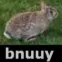 bnuuy