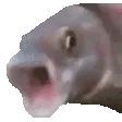 OOO OOO