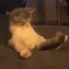 FUCK_Coce