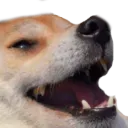 doge doge