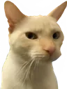 cindynoob