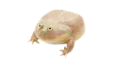 VC_FROG Discord Emoji