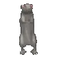 rataidiota rataidiota