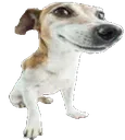 dawg