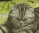 ch_snooze Discord emoji