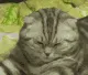 ch_snooze