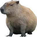 capivara_gordinha