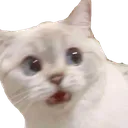 ayo