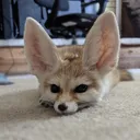 FennecFox FennecFox