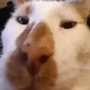 beegnose beegnose