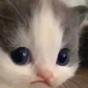 sadhehecat