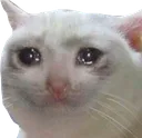 sadcat Discord Emoji