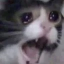 Crying Cat crying_cat Discord Emoji