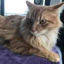 Abricot