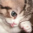 totori8Cry totori8Cry