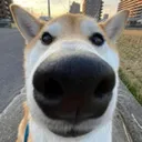 doggostare