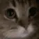 MEOW MEOW