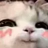 catsmile