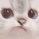 WorryCat