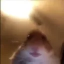 hamster