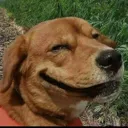 Trolldog2 Trolldog2