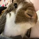 Gizmoo Gizmoo