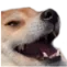 Dog_Kek