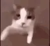 CatKiss