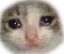 sadcat Discord Emoji