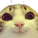 Happycat happycat Discord Emoji