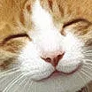 happyCat
