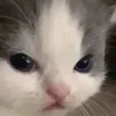 not_hehe_56 Discord Emoji