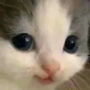 hehe_57 Discord Emoji