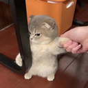 cat_angry Discord emoji