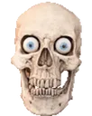 skull