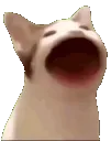 pop
