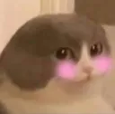 bwushyboi bwushyboi