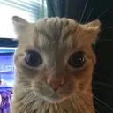 gato